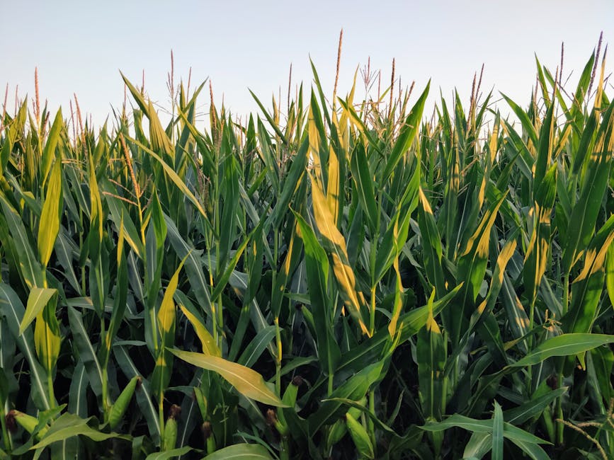 "Efekt Hawany w Europie". Tak może skończyć się elektryczna rewolucja UE