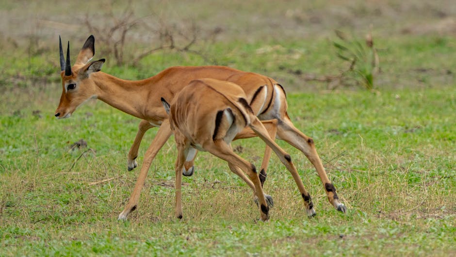 TAME IMPALA Deadbeat -