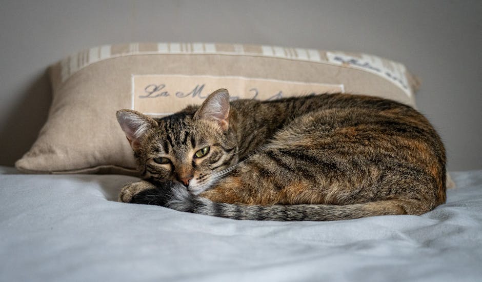 "J'ai les larmes aux yeux" : Camille Combal cueilli par l'émotion après la prestation de Juju Fitcats dans "Danse avec les stars"