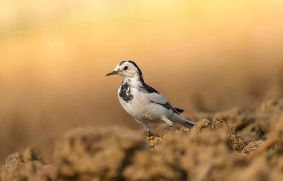 « J’ai posé mon pied sur une mine » à 5 ans, témoigne Emilie Vath