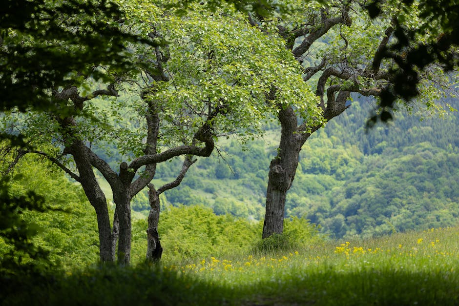 « J’ai appris à lire les arbres, à les tailler à bon escient » : à La Prénessaye, Cantin Pannier est arboriste grimpeur