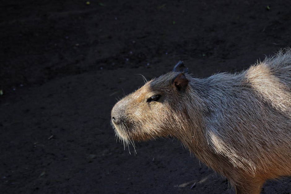 Claude Capybara – nowy model AI od Anthropic może pomagać w cyberatakach